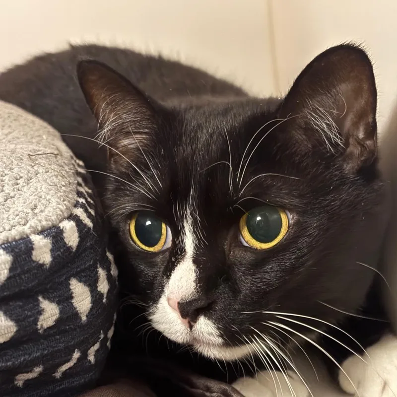 A senior medium-sized female Black Domestic Short Hair cat named Lunna for adoption in West Palm Beach, FL