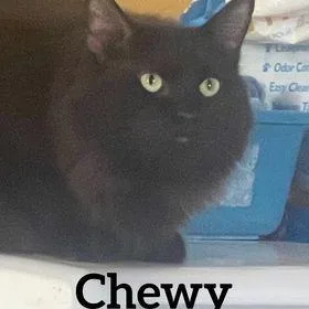 Chewy
