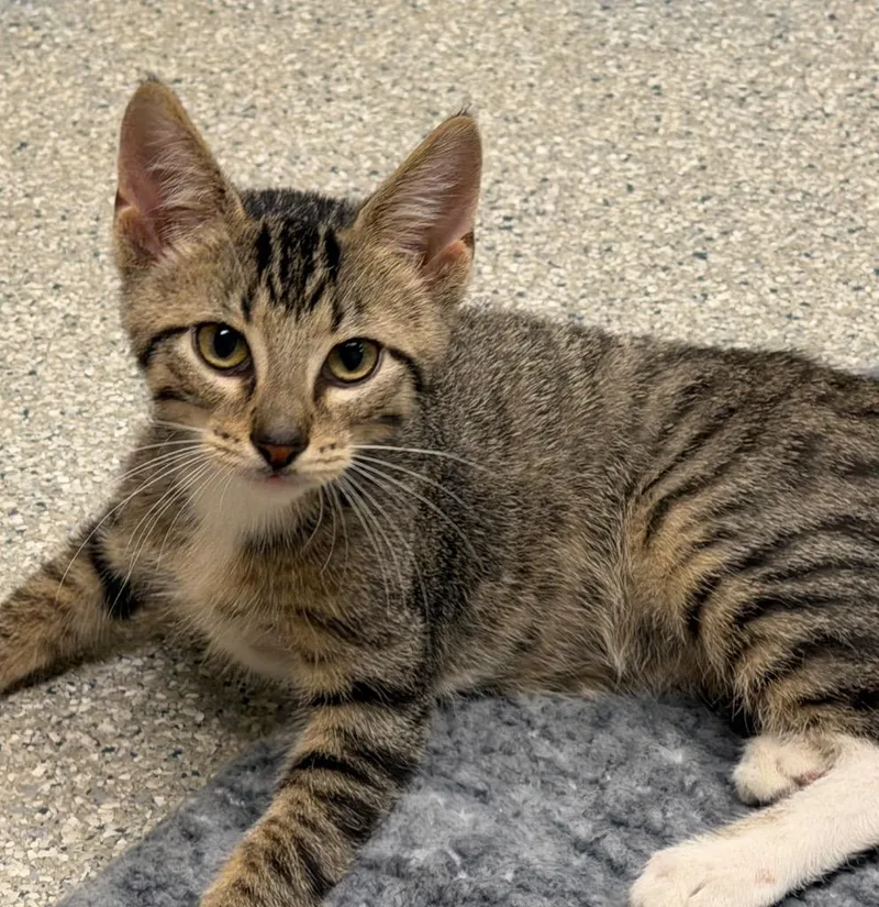A baby medium-sized male Domestic Short Hair cat named Oreo for adoption in Columbia, IL