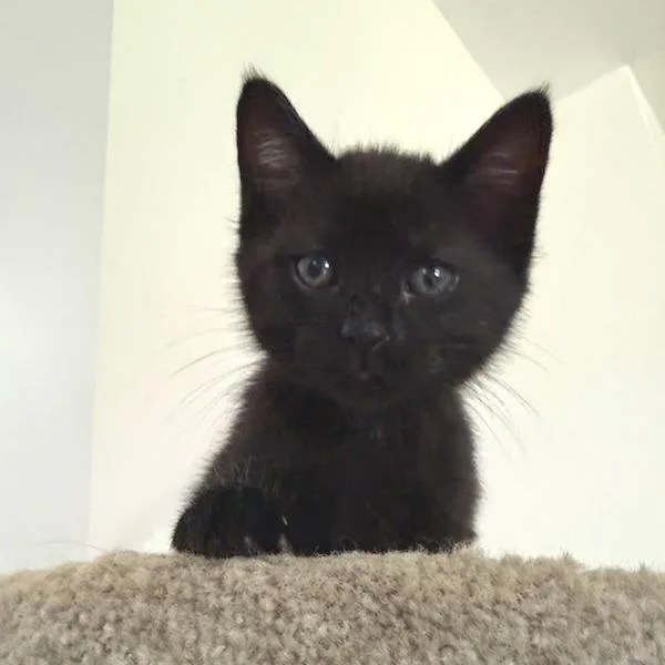 Teddy thumbnail 5