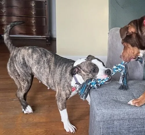 A young medium-sized female Brindle Pit Bull Terrier dog named Callie for adoption in Hamden, CT