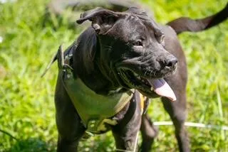 An adult medium-sized male American Staffordshire Terrier dog named Rambo for adoption in Washington Court House, OH