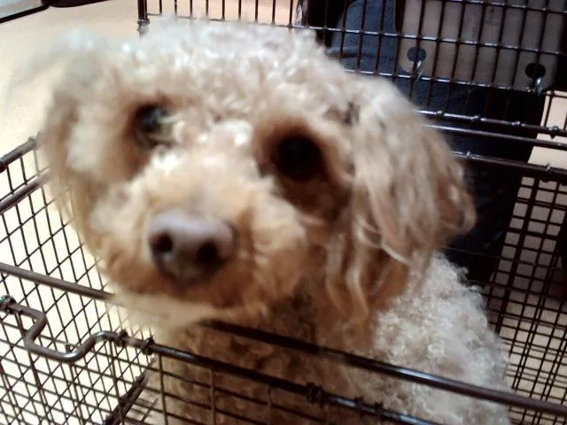 A young small-sized male Poodle dog named Leonard for adoption in Martinez, CA