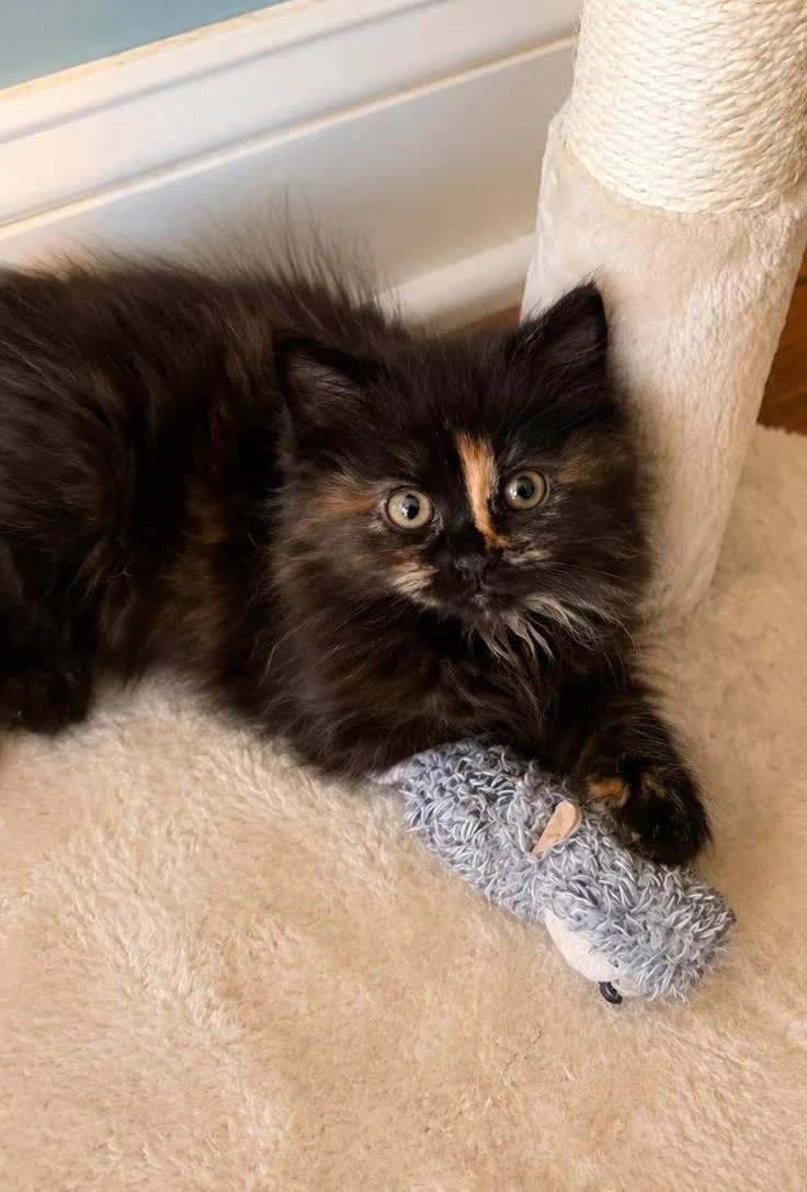A baby medium-sized female Tortoiseshell cat named Willow for adoption in Haddon Heights, NJ