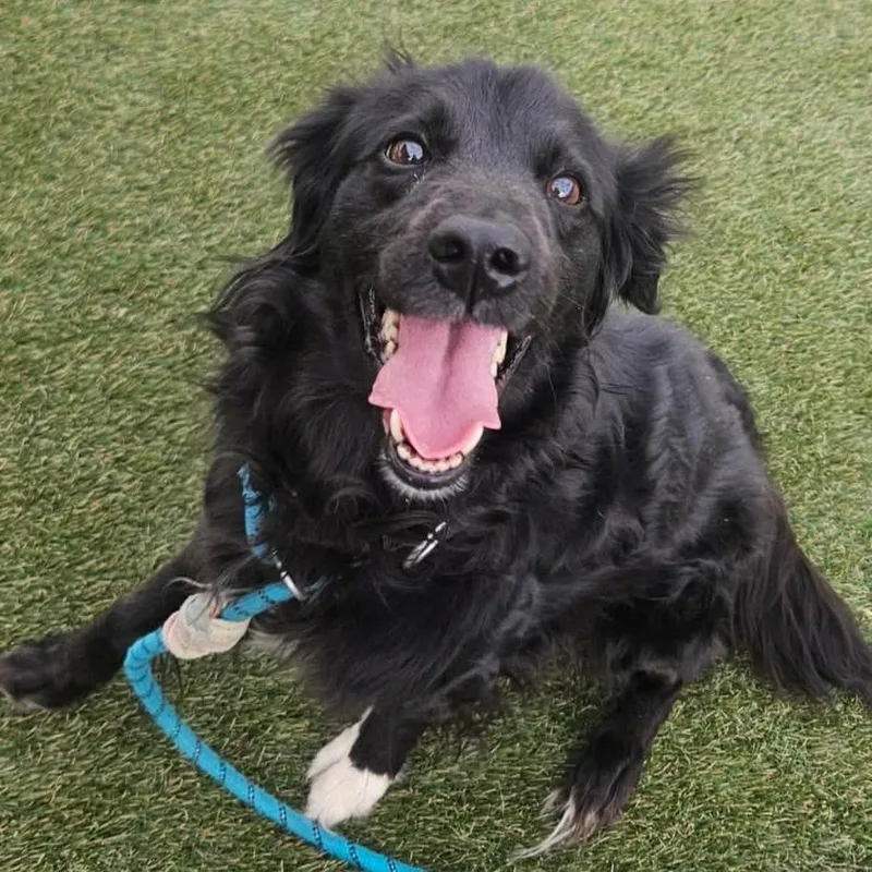 An adult medium-sized female Black Labrador Retriever dog named Oreo for adoption in Quakertown, PA