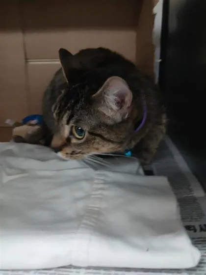 An adult small-sized female Domestic Short Hair cat named Suki for adoption in Largo, FL