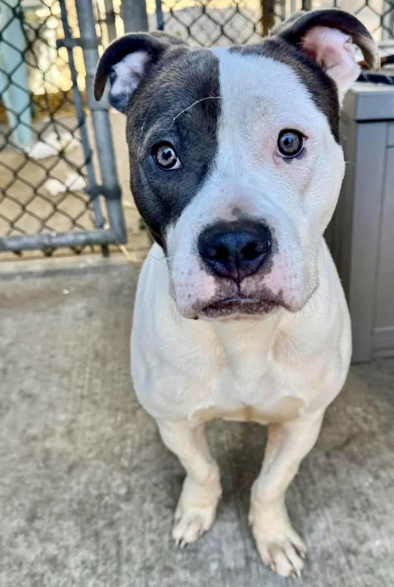 An adult medium-sized male Gray / Blue / Silver Pit Bull Terrier dog named Gunnar for adoption in Chicago, IL