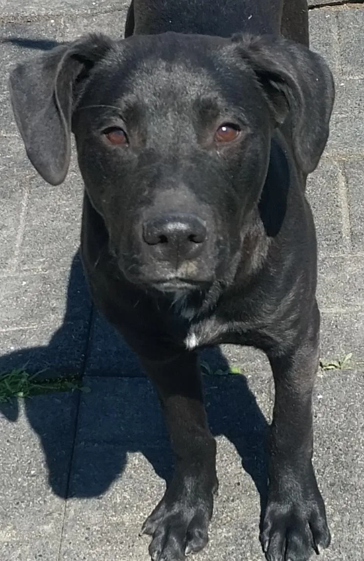 A young medium-sized male Black Black Labrador Retriever dog named Jobe for adoption in Louisville, OH