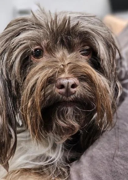 Cocoa FKA Dog