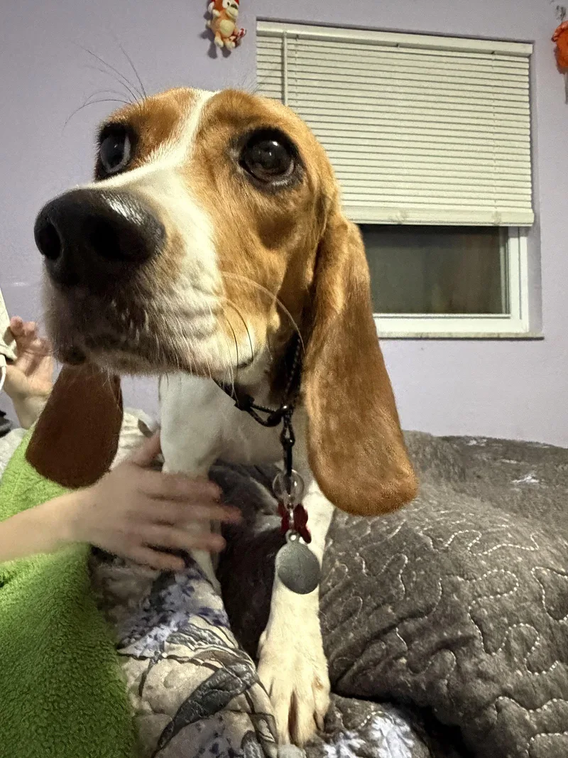 A young medium-sized female Beagle dog named Laila Sniffs for adoption in Tampa, FL