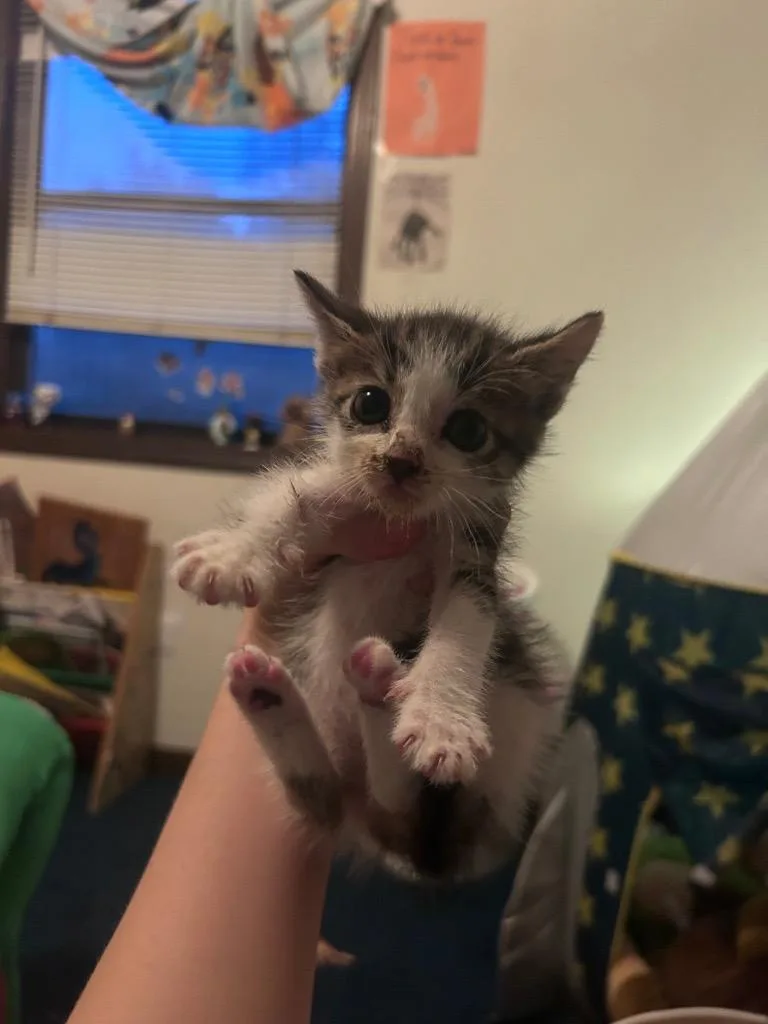 A baby small-sized male Domestic Short Hair cat named Chip for adoption in Douglasville, GA