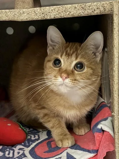 An adult medium-sized female Domestic Short Hair cat named Puddy for adoption in Louisville, KY