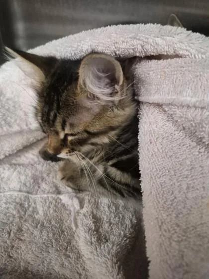 A baby small-sized female Domestic Short Hair cat named Lil Fluffers $ for adoption in Seneca, SC