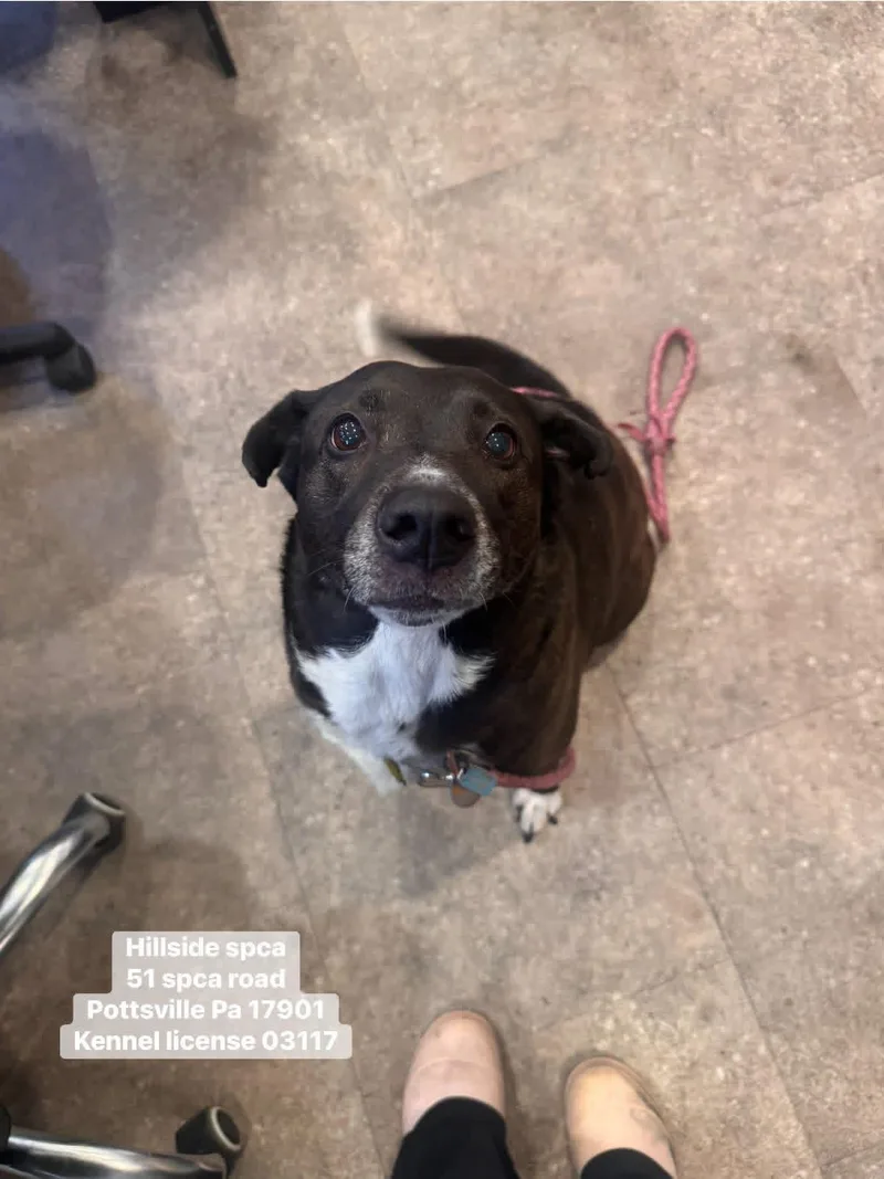 An adult medium-sized female Black Border Collie dog named Maizee for adoption in Pottsville, PA