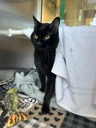 An adult large-sized male Black Domestic Short Hair cat named Nyx for adoption in Kansas City, MO