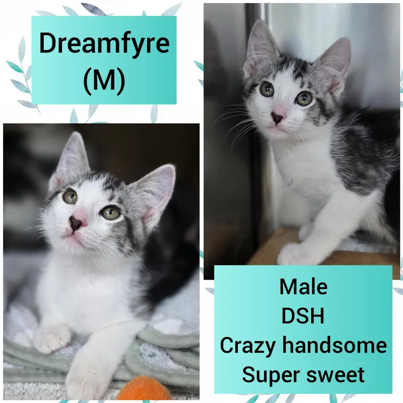 A baby medium-sized male Gray / Blue / Silver Domestic Short Hair cat named Dreamfyre for adoption in Beaverton, OR