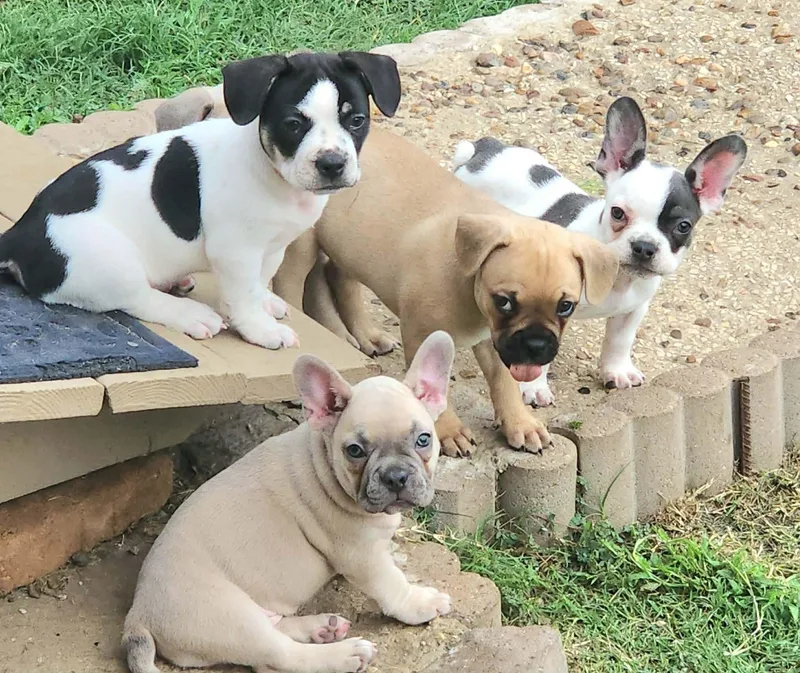 A baby small-sized female White / Cream French Bulldog dog named Porridge for adoption in Austin, TX