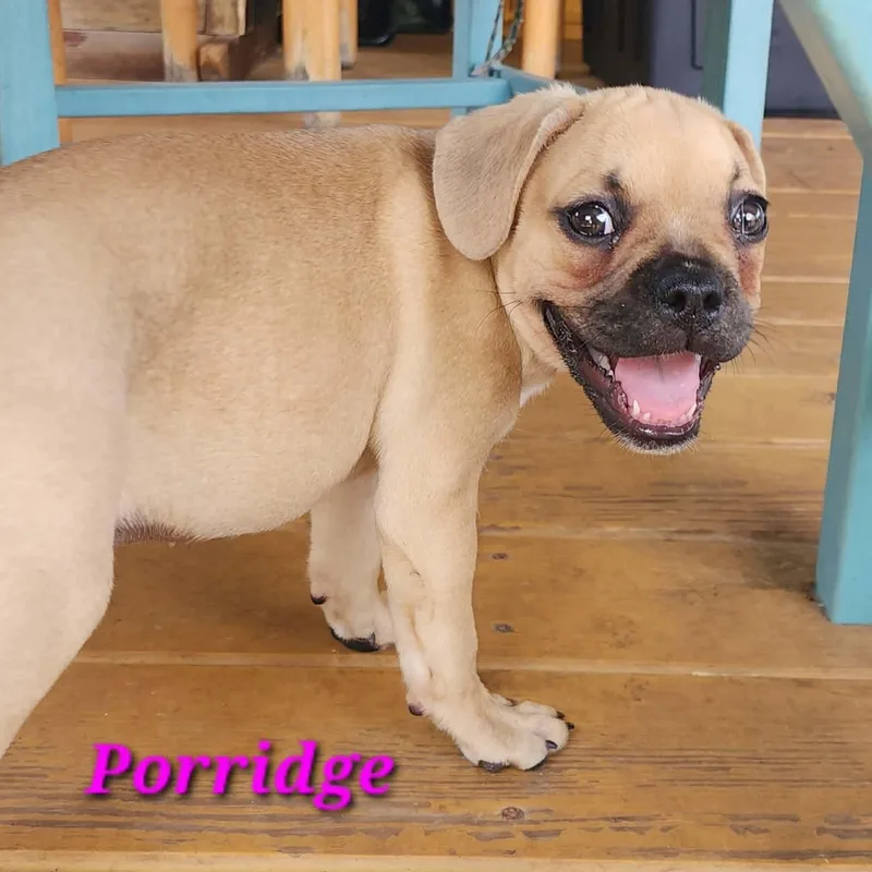 Porridge thumbnail 4