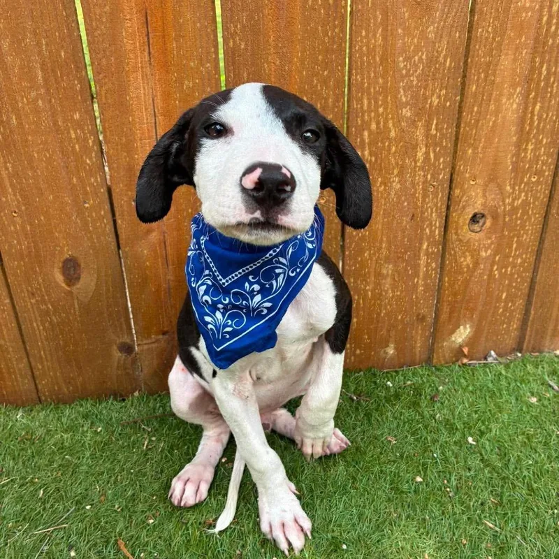 A baby medium-sized male White / Cream Pit Bull Terrier dog named Axel BK for adoption in Austin, TX