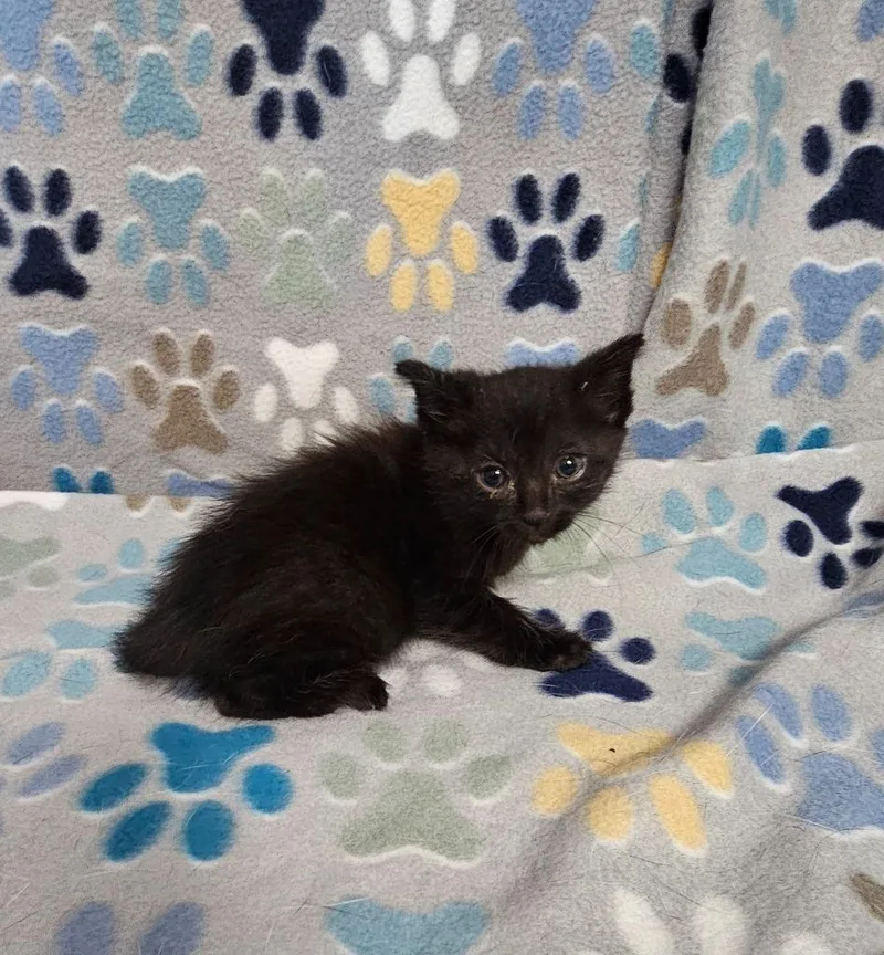 A baby medium-sized male Domestic Short Hair cat named Bert for adoption in Wabash, IN