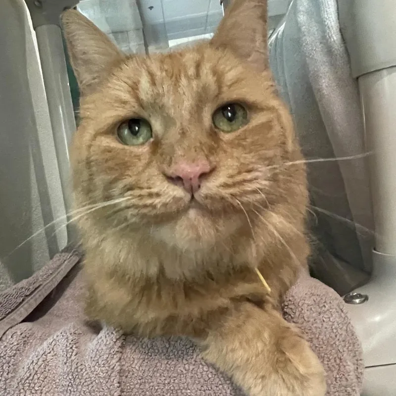 A senior small-sized male Orange / Red Domestic Long Hair cat named King Simba for adoption in Springfield, MA