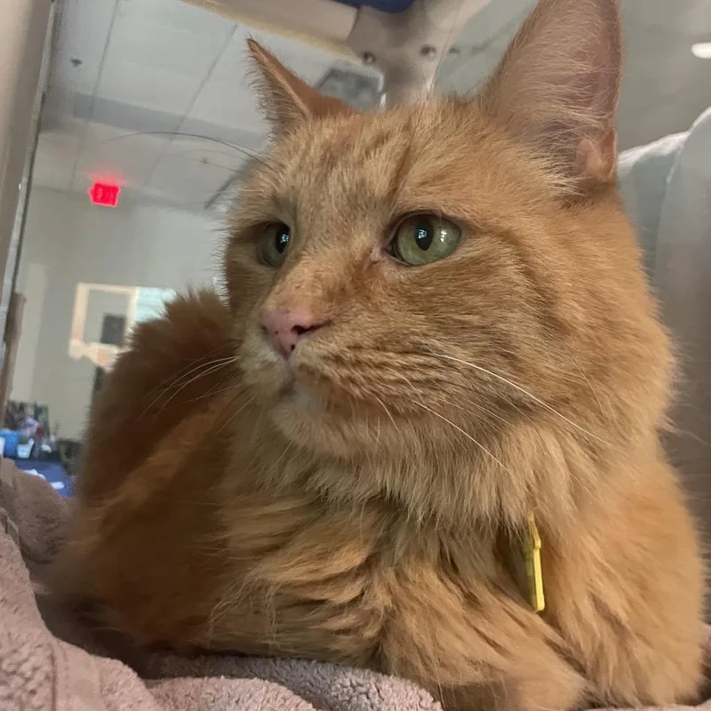 King Simba thumbnail 2