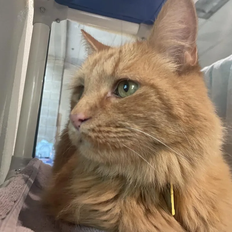 King Simba thumbnail 3