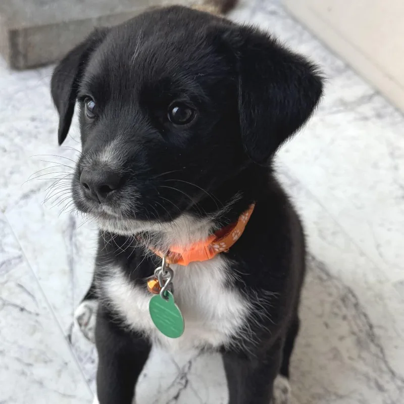A baby small-sized male Black Mixed Breed dog named Blanket for adoption in Buffalo, MN