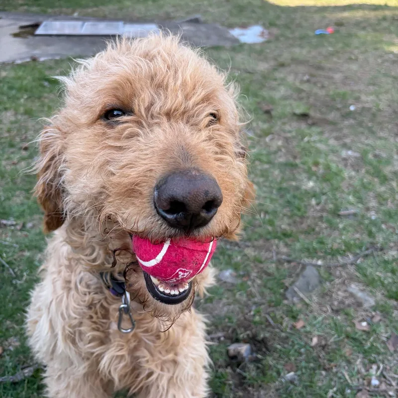 A young medium-sized male Goldendoodle dog named Frankie for adoption in Bloomingdale, NJ