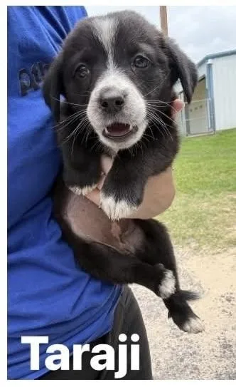 A baby small-sized female Tricolor (Brown, Black, & White) Labrador Retriever dog named Tiny Taraji for adoption in Randolph, MA