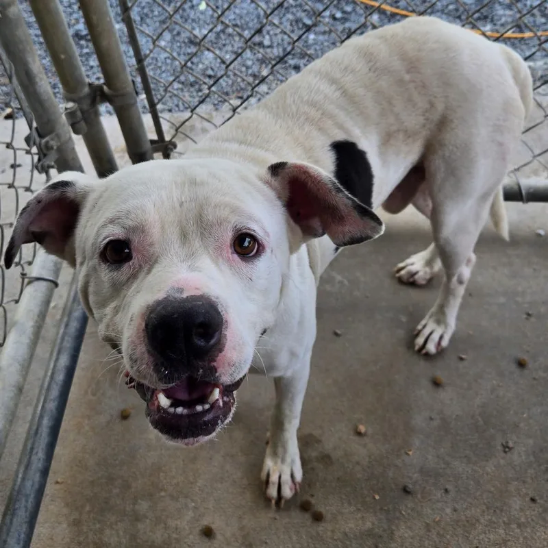 An adult medium-sized male White / Cream Mixed Breed dog named Fairground for adoption in Mount Gilead, NC
