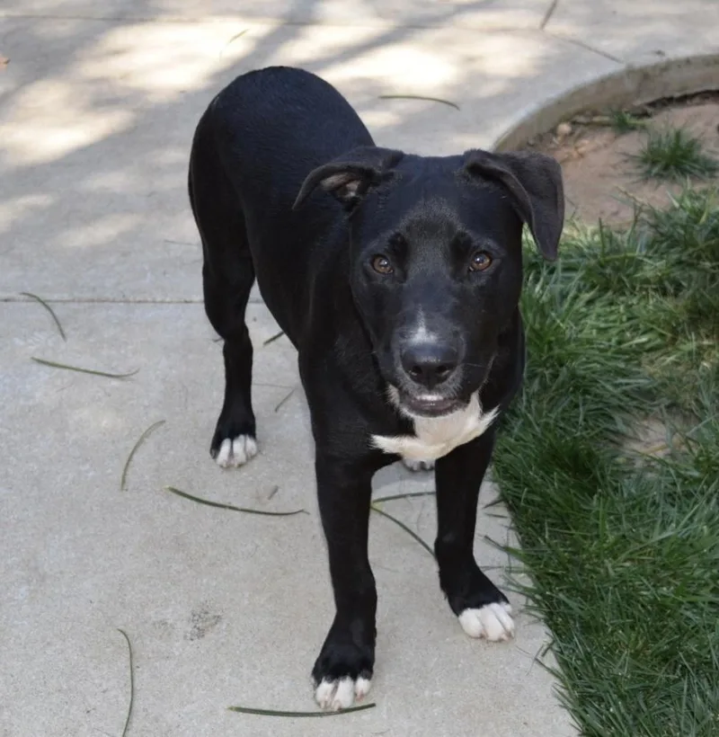 Cookie  Blaze thumbnail 2