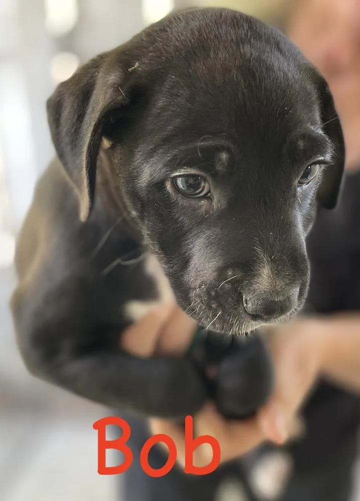 Cookie  Blaze thumbnail 3