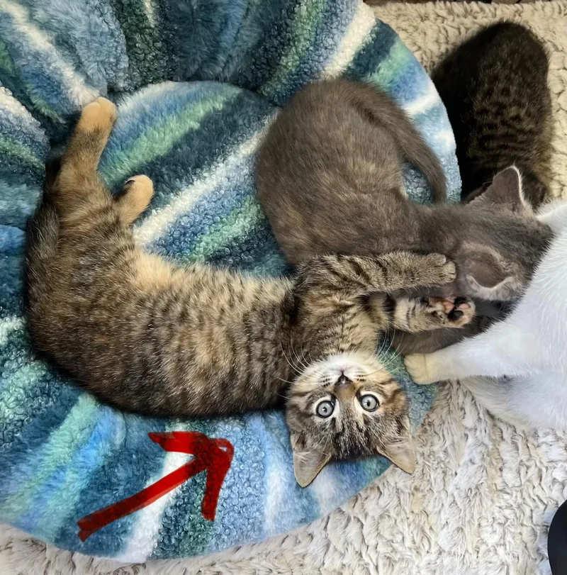 A baby medium-sized female Tabby (Brown / Chocolate) Domestic Short Hair cat named Maple Springfield for adoption in Philadelphia, PA