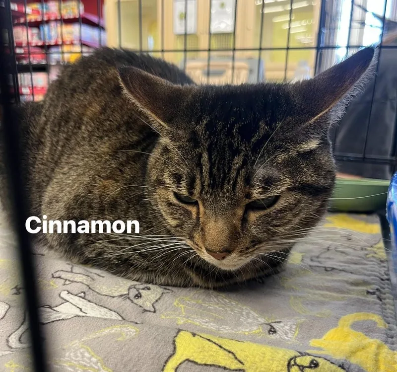 Cinnamon K. thumbnail 2