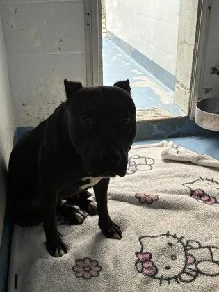 An adult medium-sized female American Staffordshire Terrier dog named Sweet Pea for adoption in Gainesville, FL