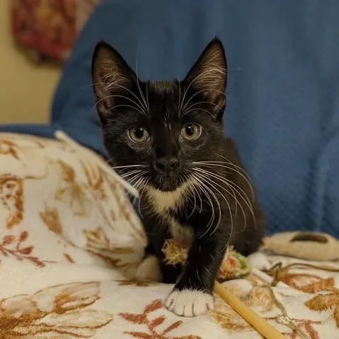 A baby small-sized female Black Domestic Short Hair cat named Bartholdi for adoption in Edwardsville, IL