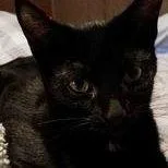 A young medium-sized male Black Abyssinian cat named Zz Ty~ Courtesy for adoption in Utica, MI