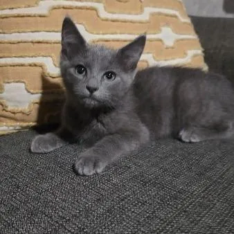 A baby small-sized male Gray / Blue / Silver Domestic Short Hair cat named Samael for adoption in Greenwood, MO