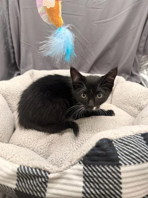 An adult small-sized female Domestic Short Hair cat named Mavis for adoption in Appling, GA