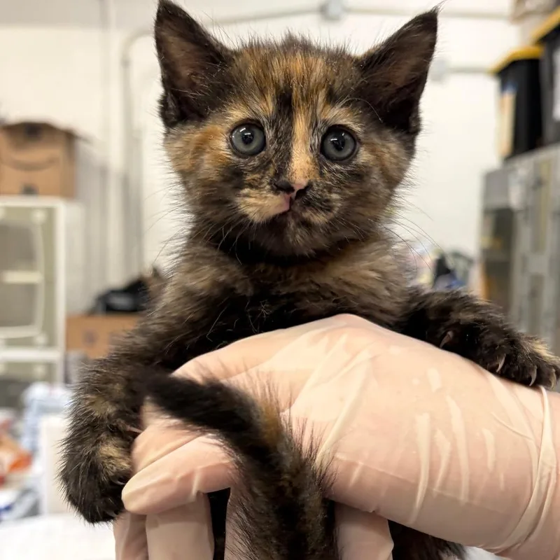 A baby small-sized female Tortoiseshell Domestic Short Hair cat named Edna for adoption in Long Beach, CA
