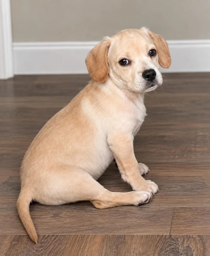 A baby small-sized male Mixed Breed dog named Rebel for adoption in Toledo, OH