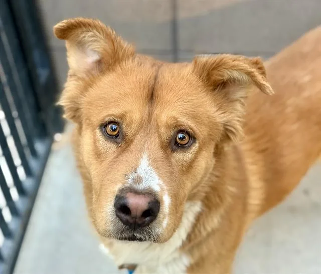 A young large-sized male Chow Chow dog named Dale for adoption in Tucson, AZ