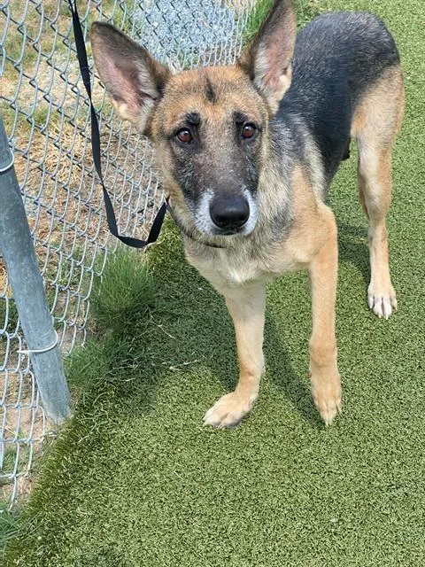An adult medium-sized female German Shepherd Dog dog named Zella for adoption in Fayetteville, NC
