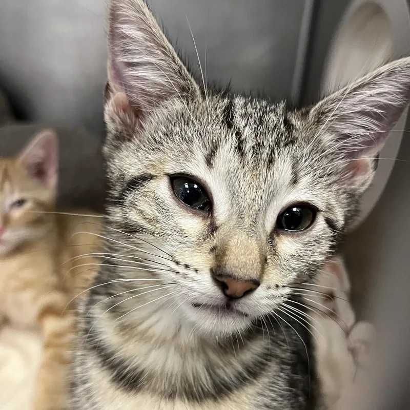 A baby small-sized female Orange / Red Domestic Short Hair cat named Katara for adoption in West Palm Beach, FL