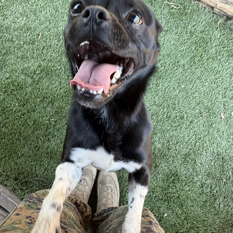 A baby small-sized male Pug dog named Bugs for adoption in Camp Pendleton, CA