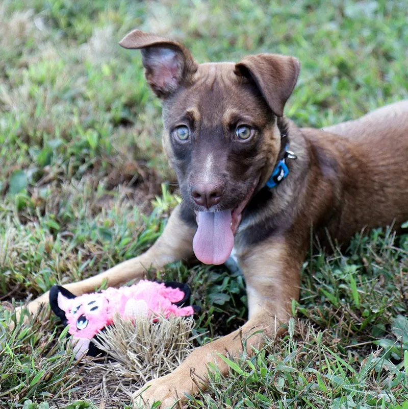 Arlo