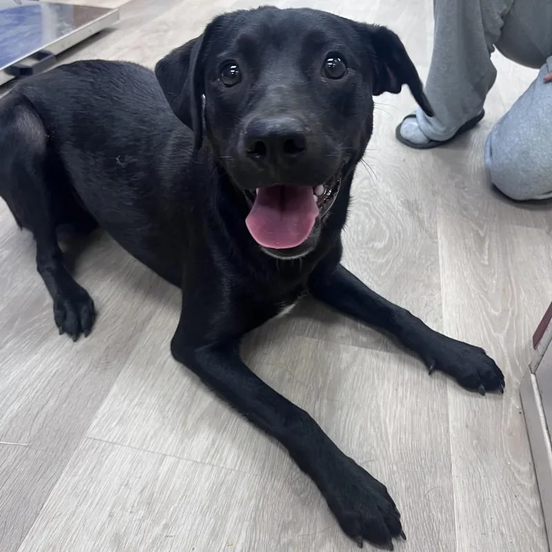 A young medium-sized male Black Labrador Retriever dog named Rambo for adoption in Waco, TX