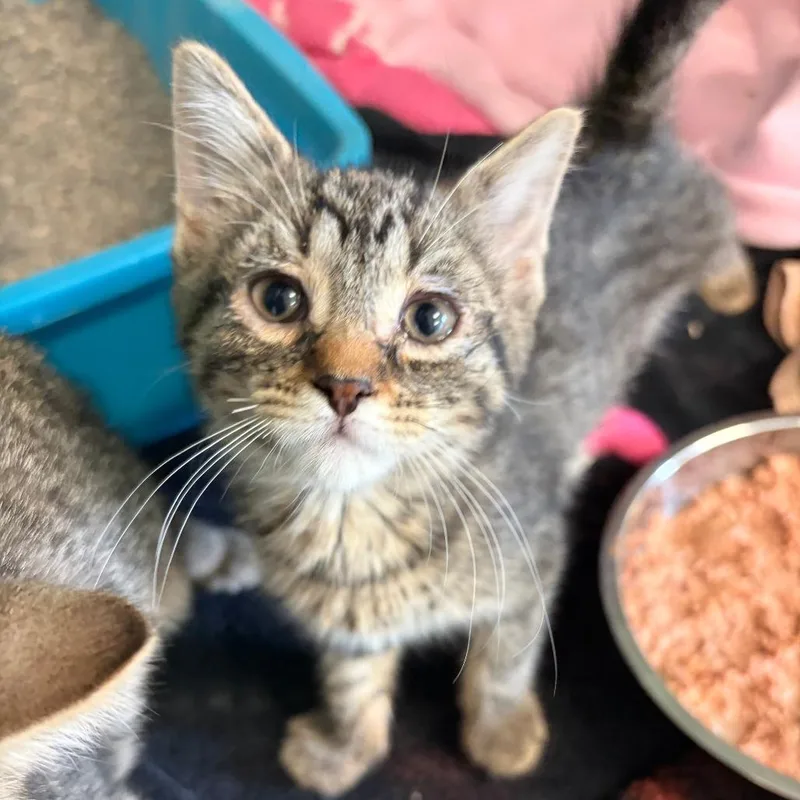A baby small-sized female Brown / Chocolate Domestic Short Hair cat named Anissa for adoption in South Elgin, IL