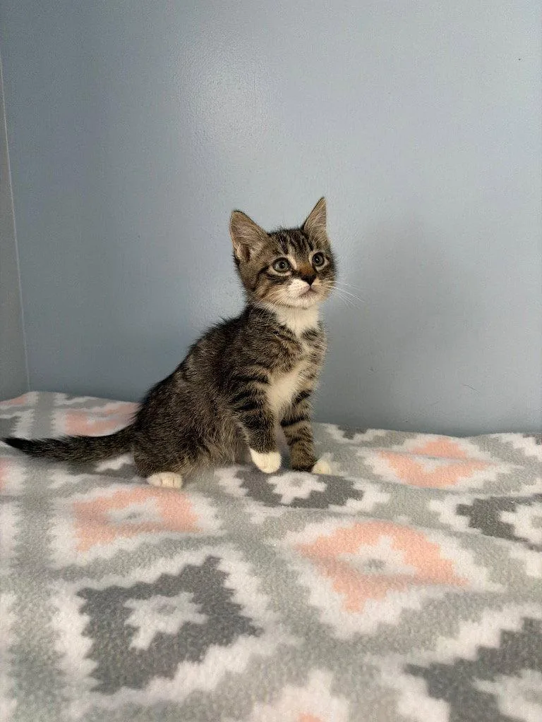 A baby small-sized male Domestic Short Hair cat named Cannoli for adoption in Lovingston, VA